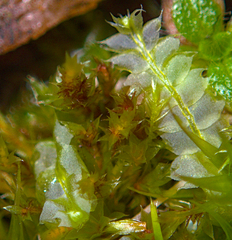 Bryum