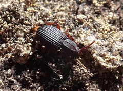 Eulabis bicarinata
