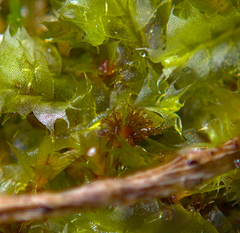 Bryum
