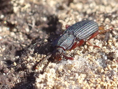 Eulabis bicarinata