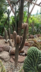 Trichocereus macrogonus