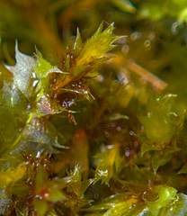Bryum