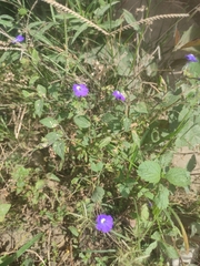 Browallia americana