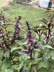 Ocimum