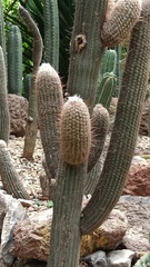 Trichocereus macrogonus