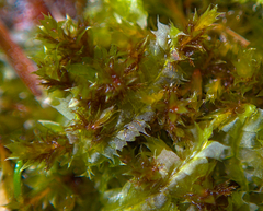 Bryum
