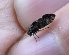 Nimbopsocus australis