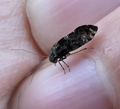 Nimbopsocus australis