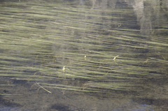 Sparganium angustifolium