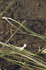 Sparganium angustifolium