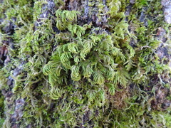 Dendroalsia abietina