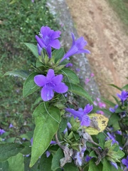 Barleria