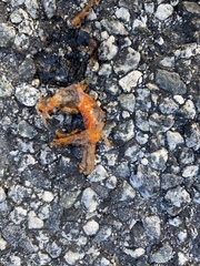 Ensatina eschscholtzii