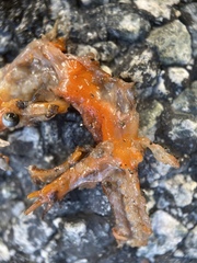 Ensatina eschscholtzii