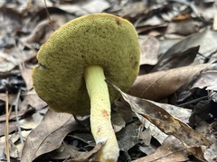Hemileccinum