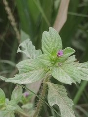 Cuphea carthagenensis