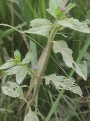 Cuphea carthagenensis