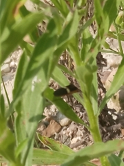 Hypselonotus interruptus
