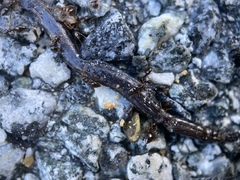 Batrachoseps attenuatus