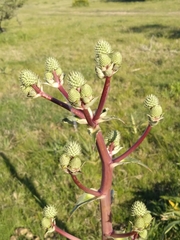 Eryngium horridum