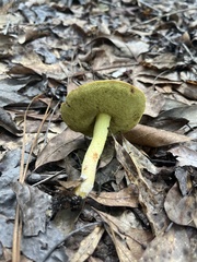 Hemileccinum