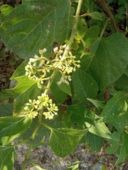 Cissus verticillata