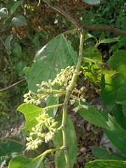 Cissus verticillata
