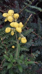 Calceolaria crenata