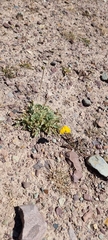 Papaver croceum
