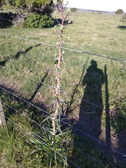Eryngium horridum
