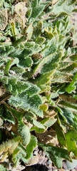 Papaver croceum