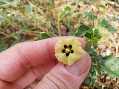 Physalis angulata