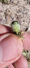 Papaver croceum