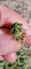 Papaver croceum