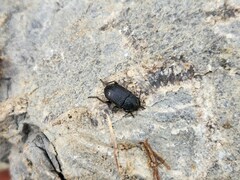 Asiopus minimus