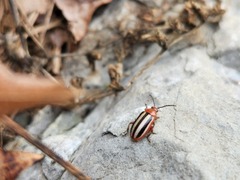 Disonycha leptolineata