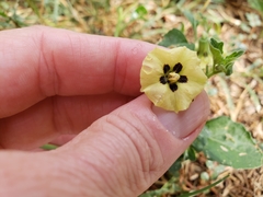 Physalis angulata