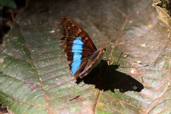 Doxocopa laurentia