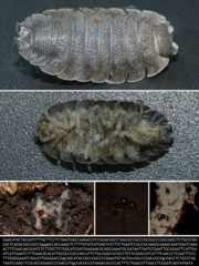 Lecanicillium saksenae