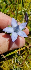 Lomatogonium carinthiacum