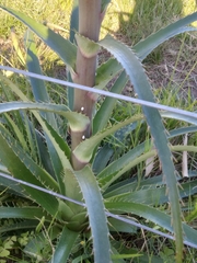 Eryngium horridum