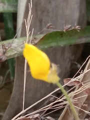 Arachis pintoi