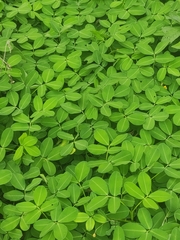 Arachis