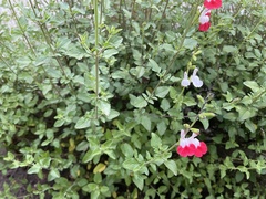 Salvia microphylla