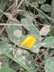 Arachis pintoi