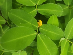 Arachis