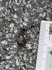 Batrachoseps attenuatus