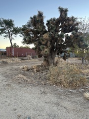 Yucca brevifolia brevifolia