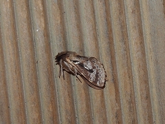 Hepialidae