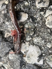 Batrachoseps attenuatus